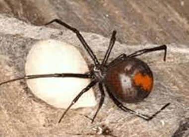 Red back spider