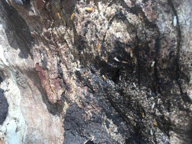 Termites / White Ants