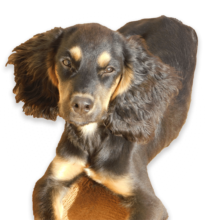 Molly, CFPMS termite detection dog