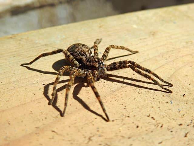 Spiders