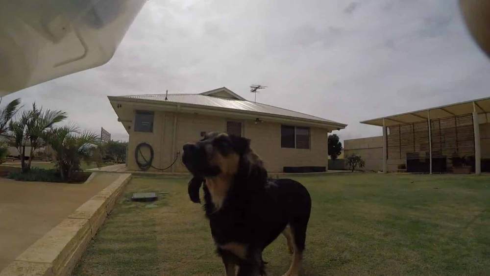 Termite detection dog on a Geraldton property