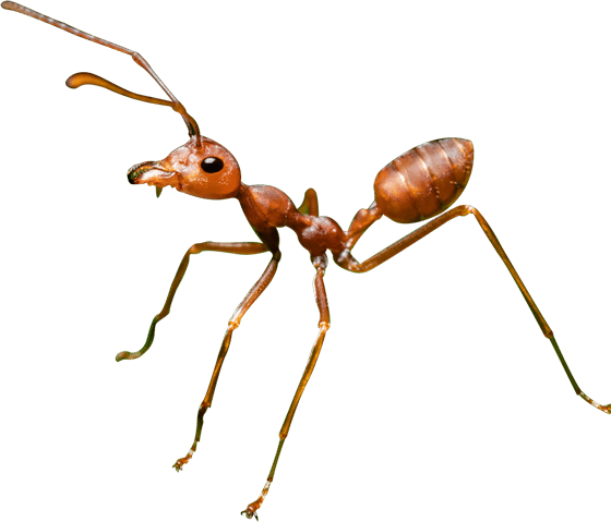 Ant