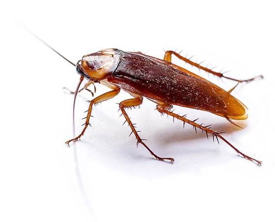 Cockroach