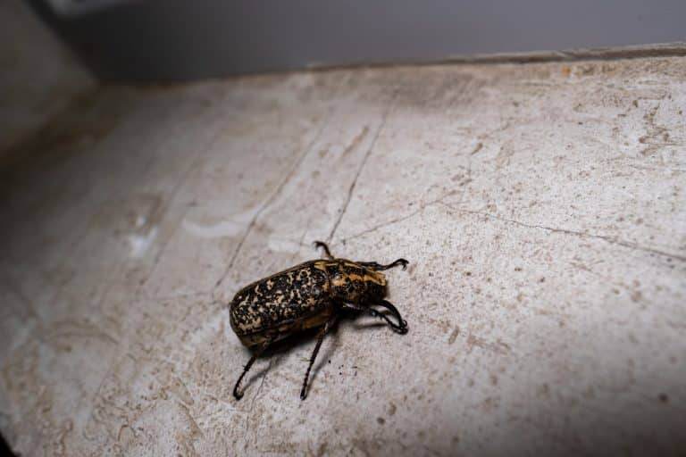 Beetles