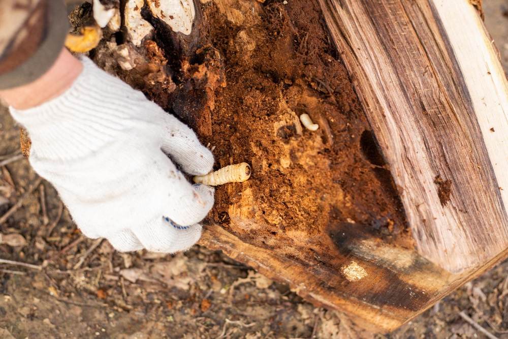 Wood Borers