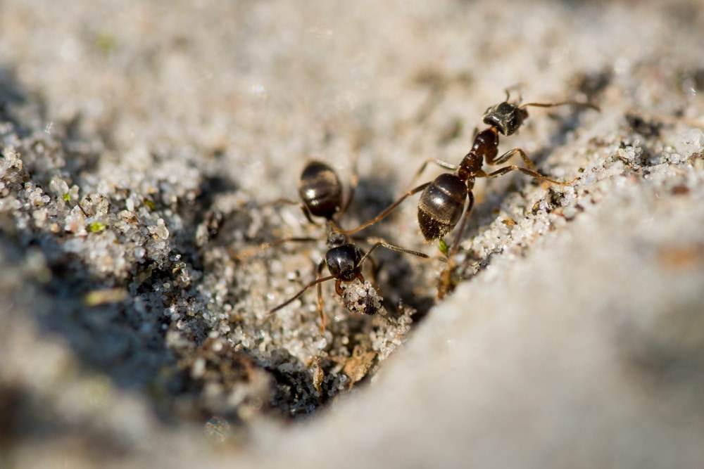 Argentine ants