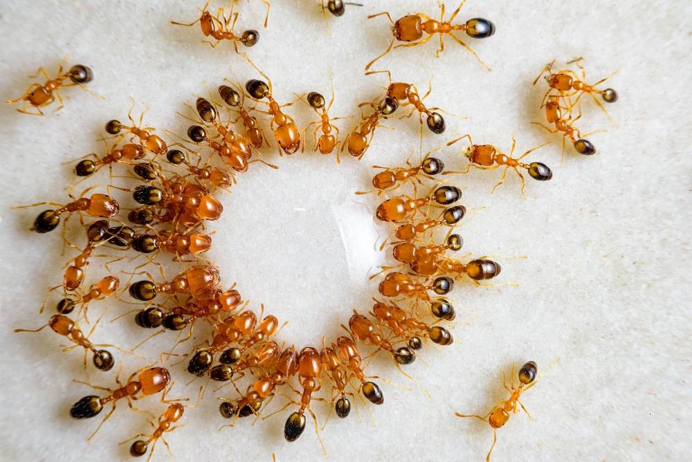 Coastal brown ants