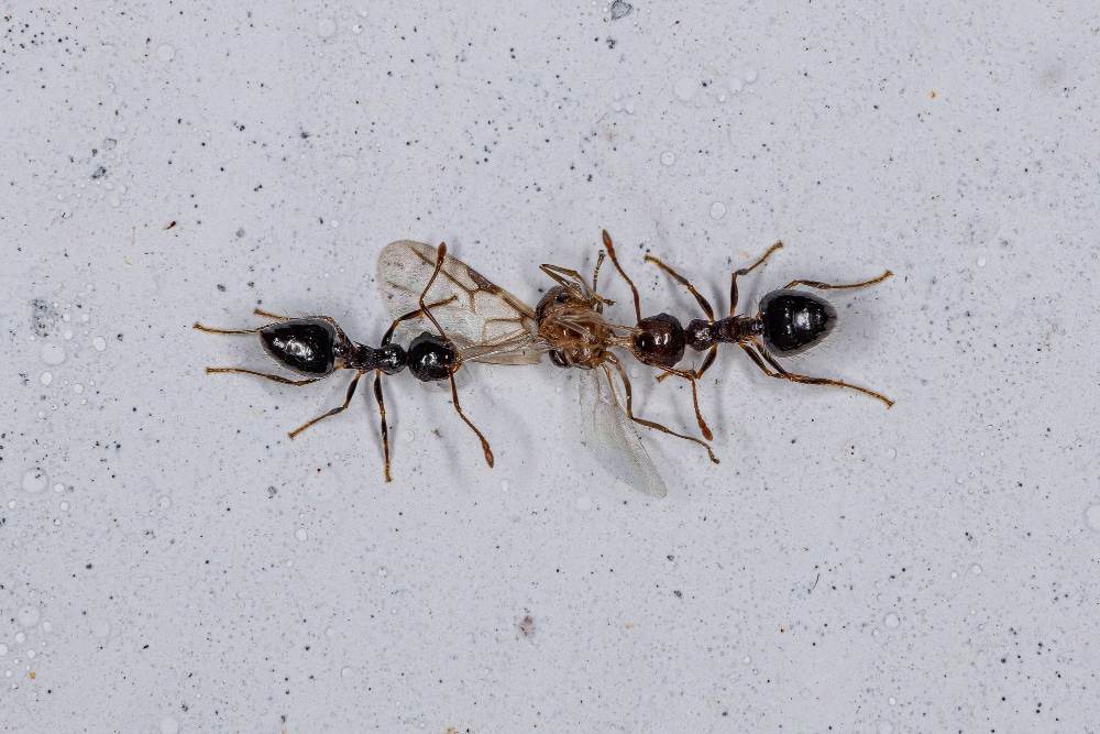 Ants
