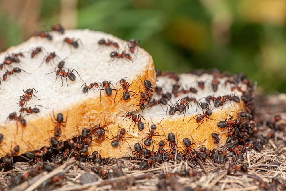 Black house ants