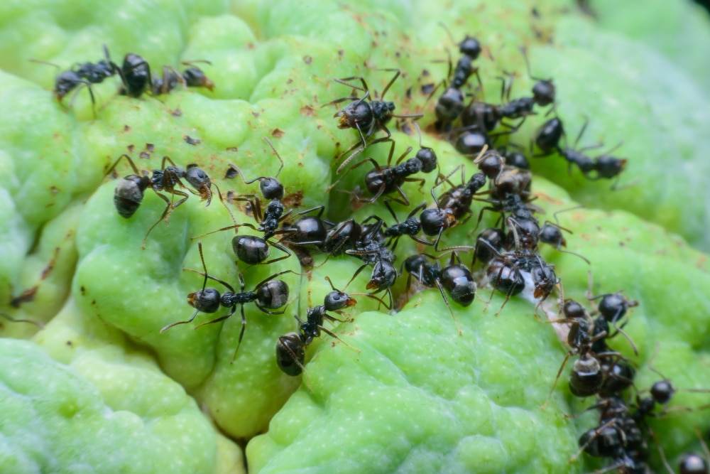 White-footed house ants