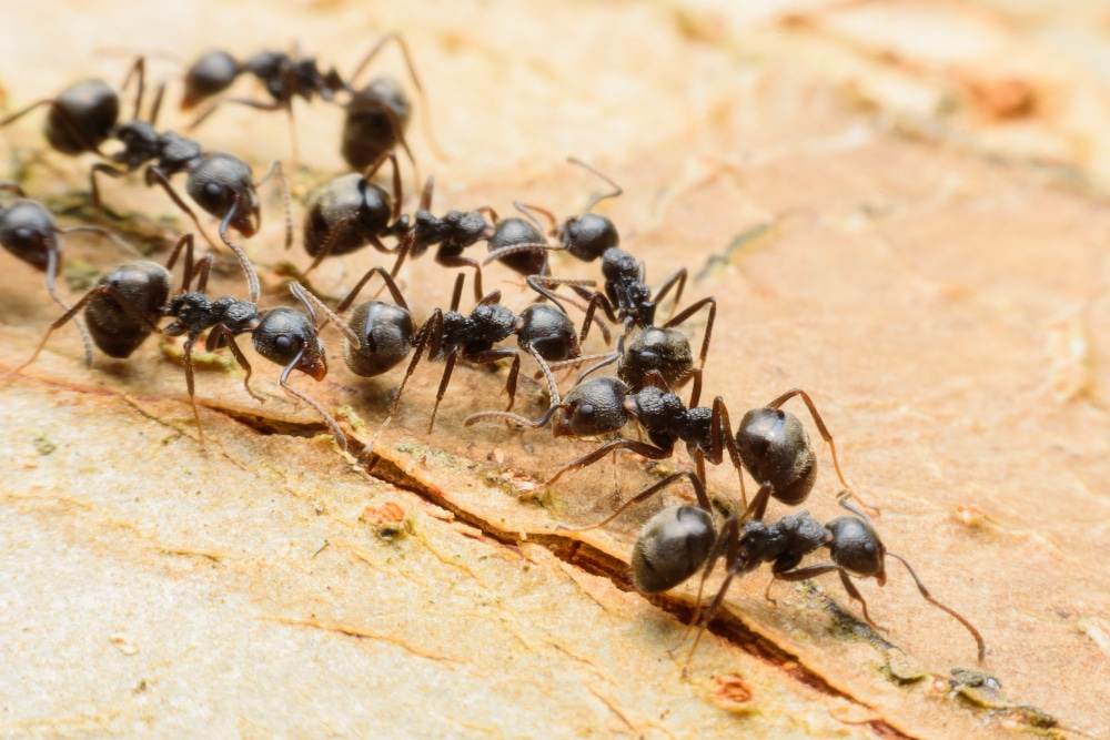 Carpenter ants