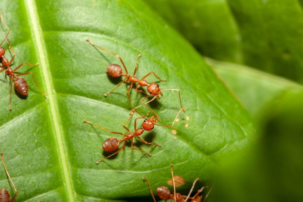 Fire ants