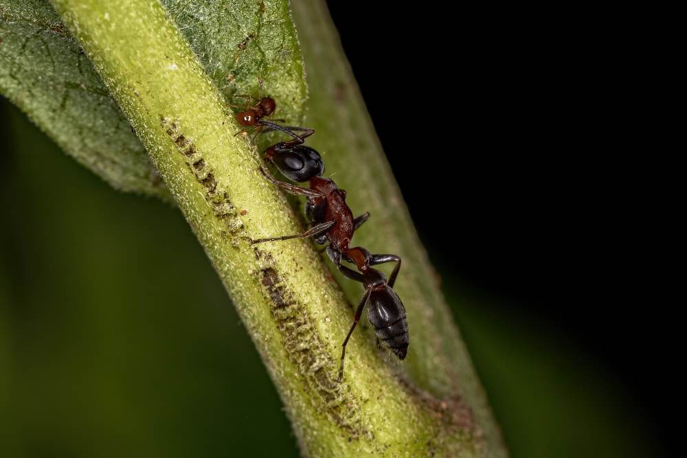 Bulldog ants