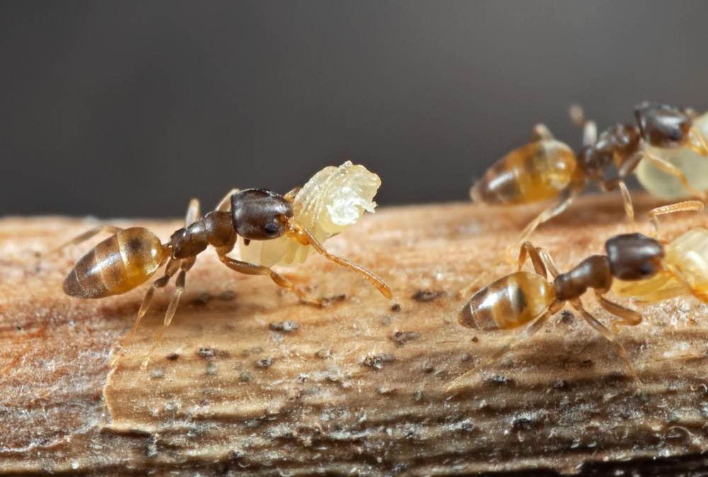 Ghost ants
