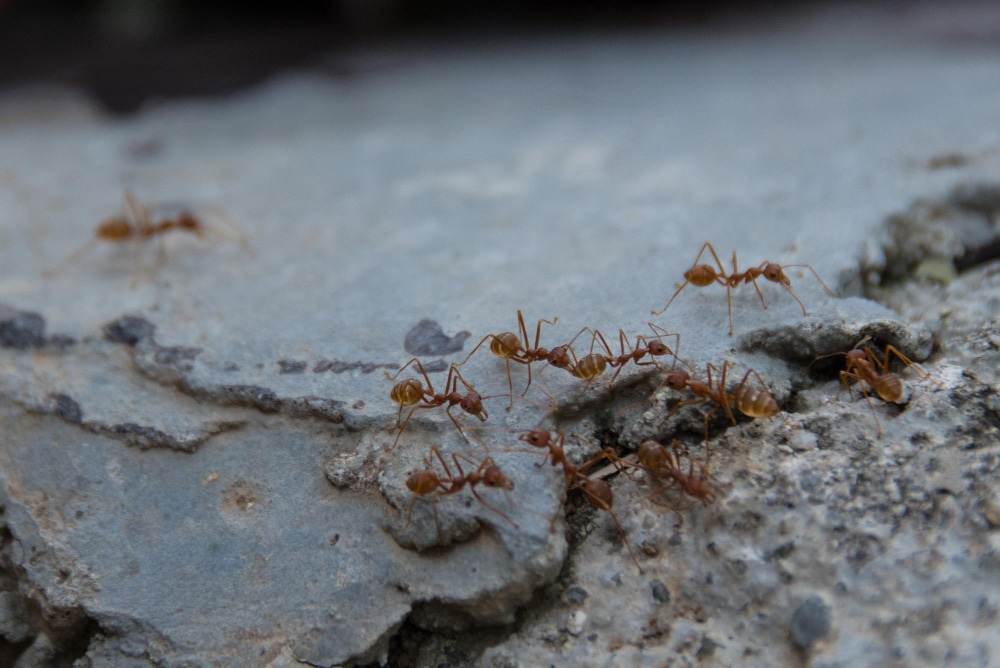 Pavement ants