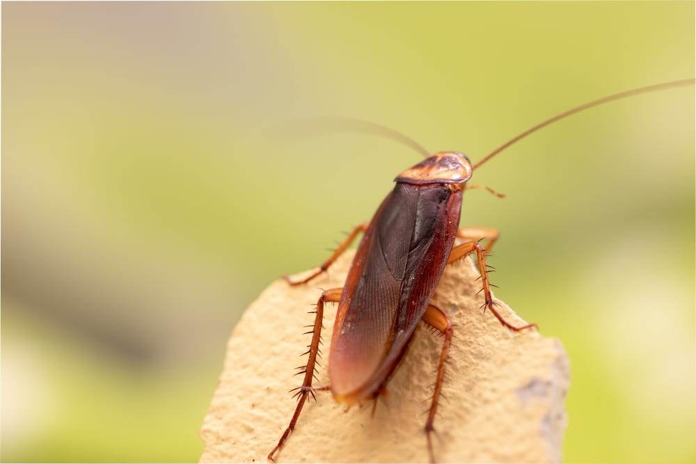 American cockroach