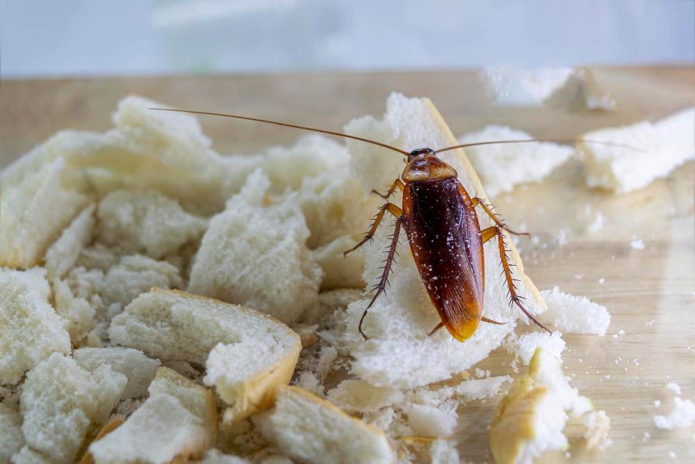 Australian cockroach