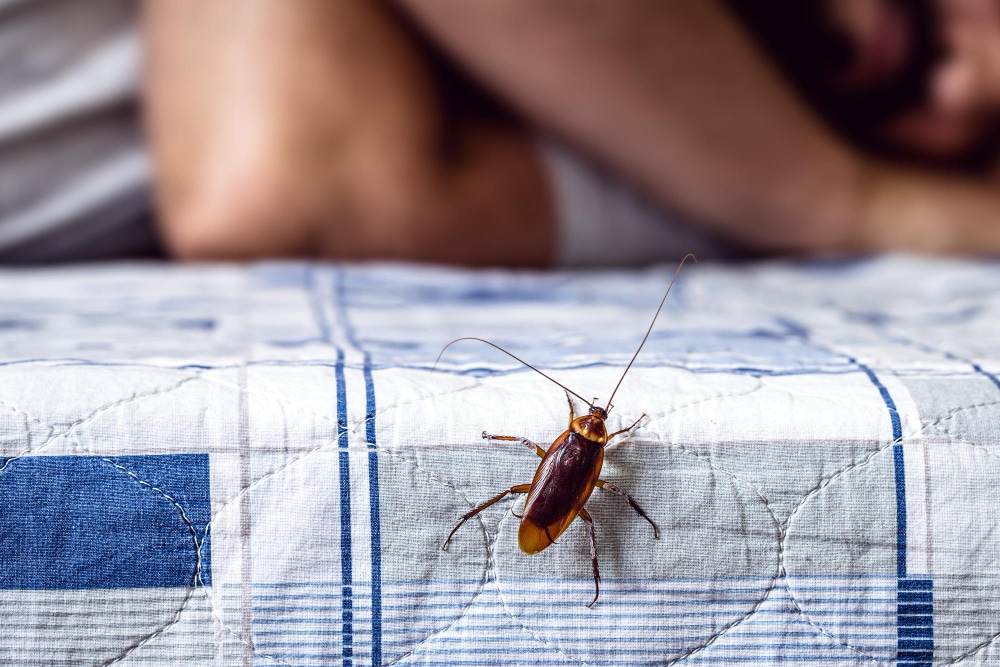 Brown-banded cockroach