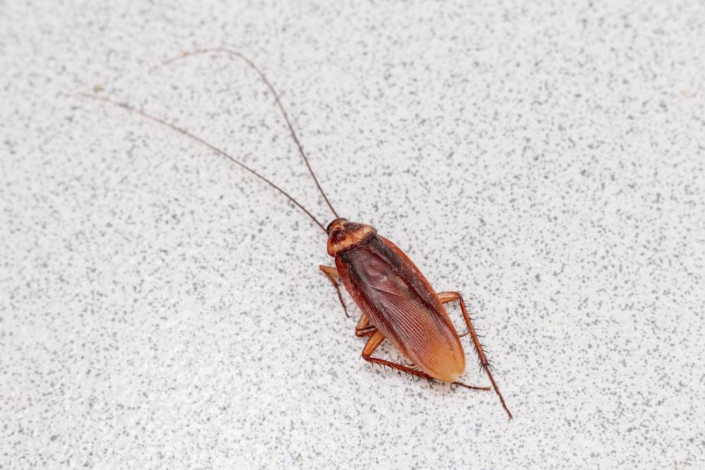 Cockroaches