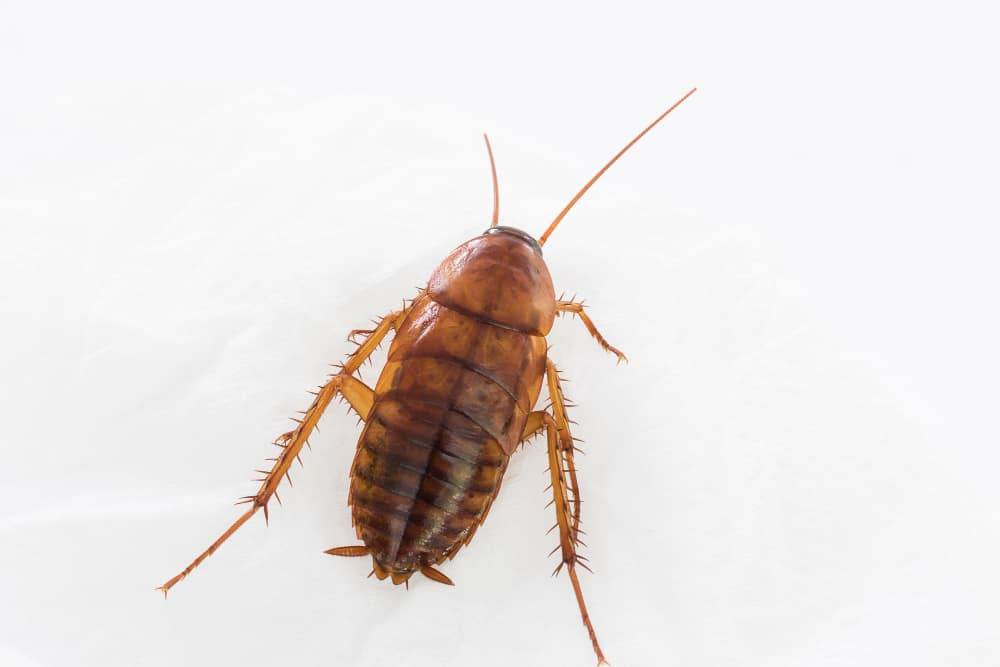 Oriental cockroach