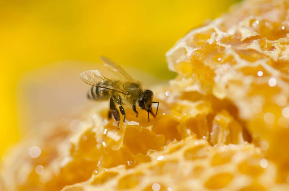 Honeybee