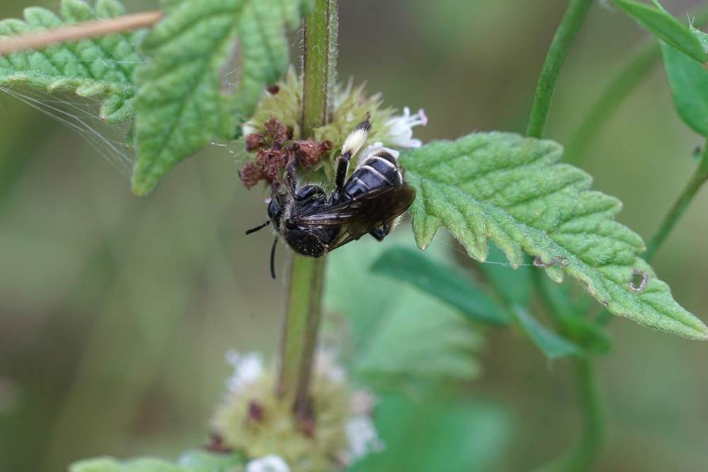 Native Australian bees
