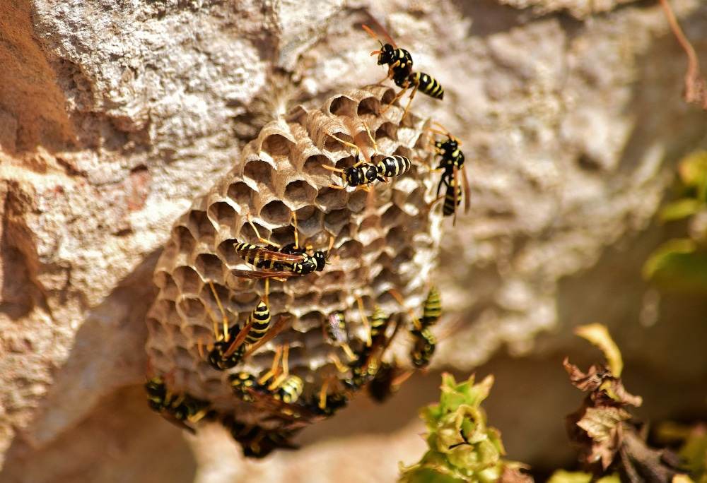 Paper wasp