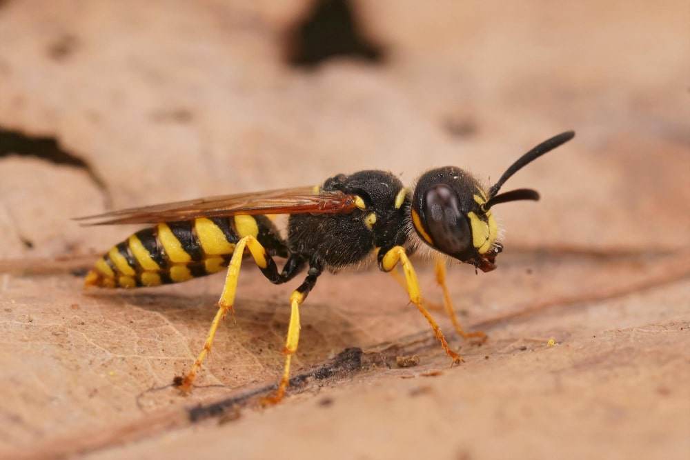 Wasps & Bees