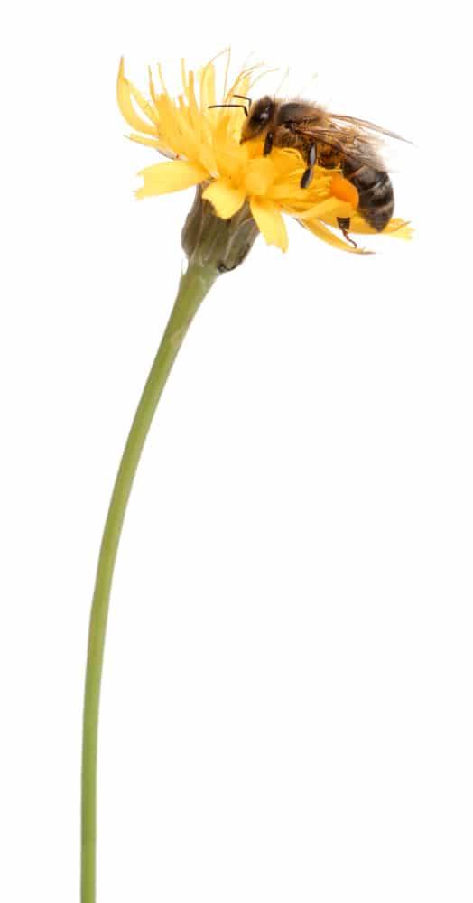 Bees