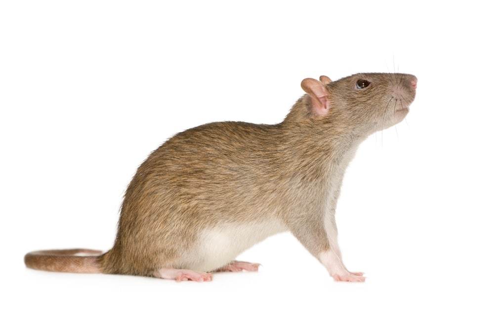 Norway rat