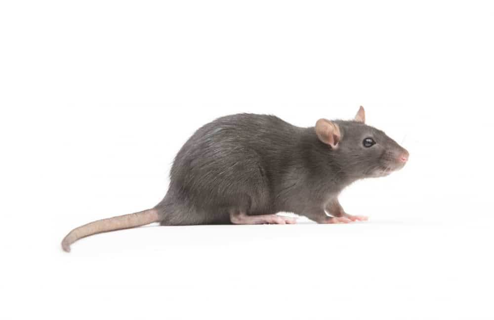 Roof rat