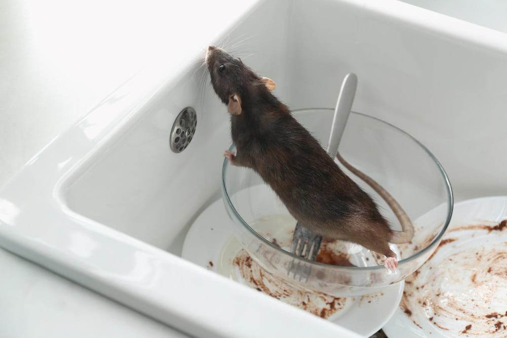 Rats & Mice
