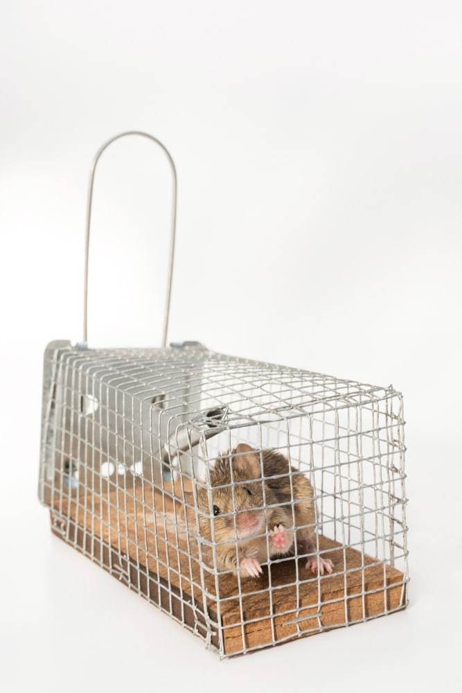 Rodent bait station