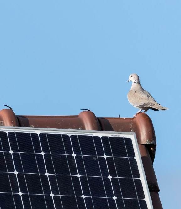 Solar panel bird proofing