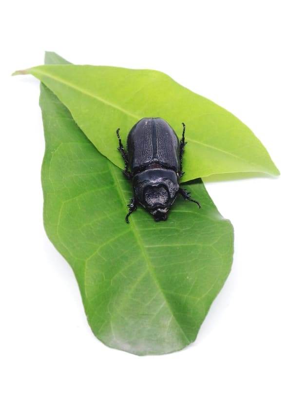 Beetle infestation